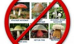 Осторожно, грибы!